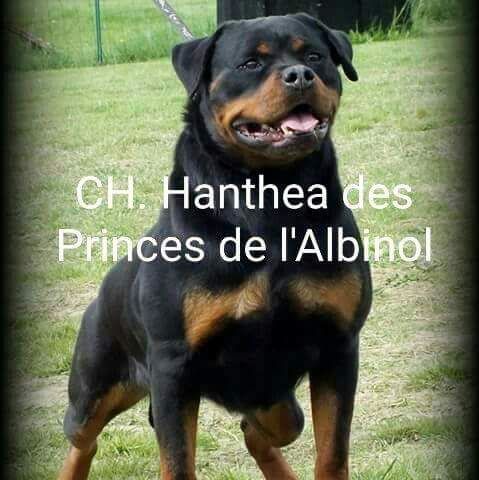 CH. Hanthea Des Princes De L'albinol