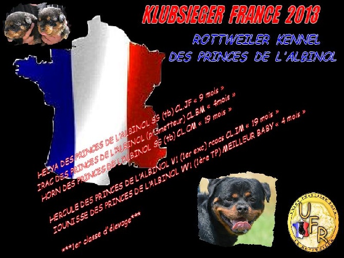 Des Princes De L'albinol - KLUBSIEGER FRANCE 2013
