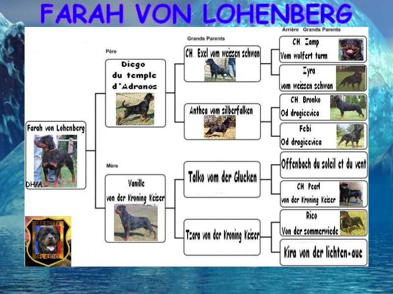 Farah von Lohenberg