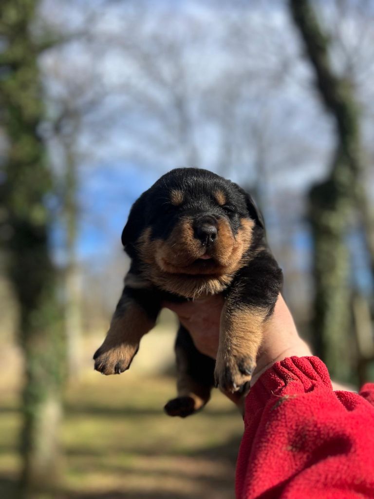 Des Princes De L'albinol - Chiot disponible  - Rottweiler