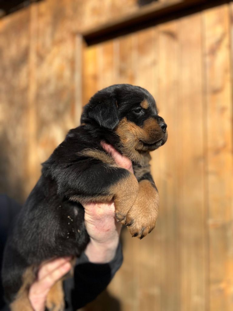 Des Princes De L'albinol - Chiot disponible  - Rottweiler