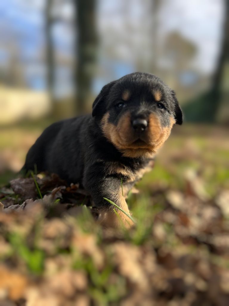 Des Princes De L'albinol - Chiot disponible  - Rottweiler