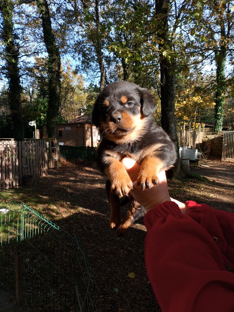 Des Princes De L'albinol - Chiot disponible  - Rottweiler