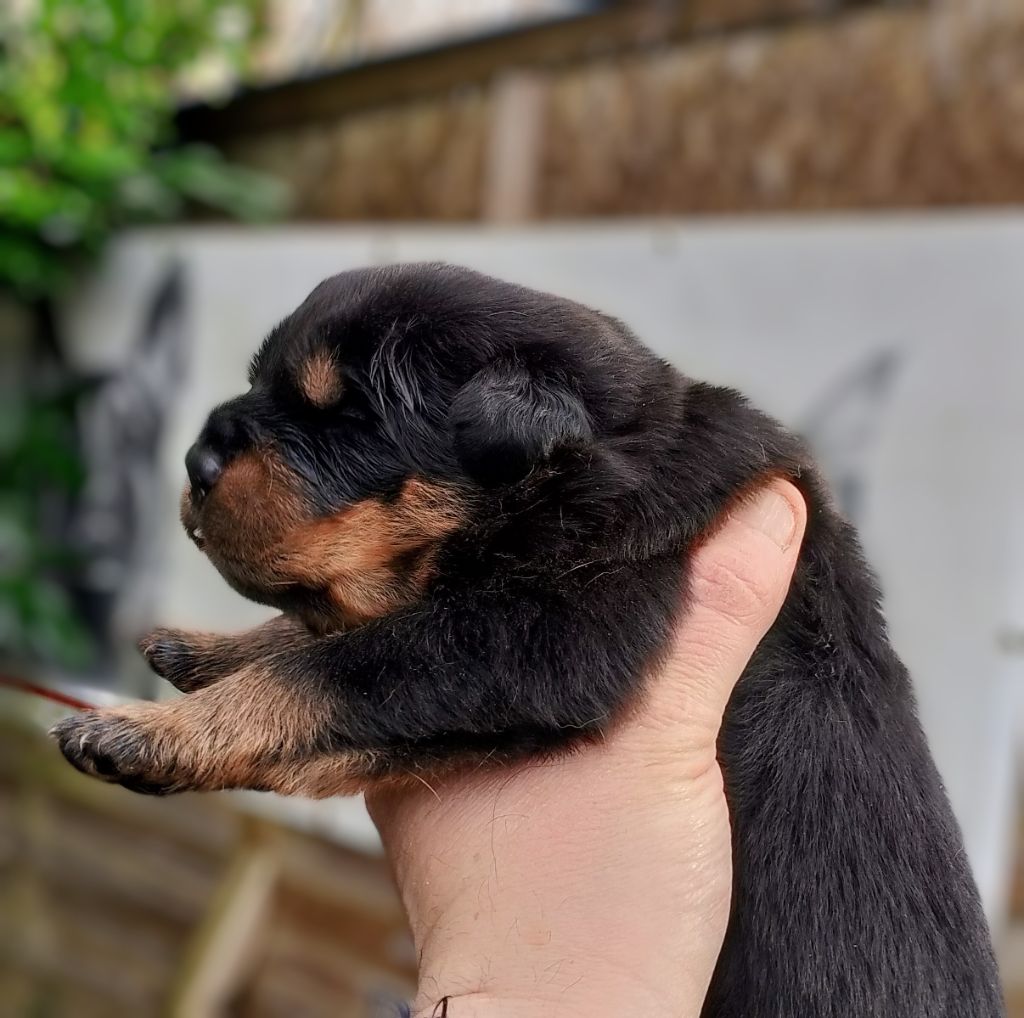 Des Princes De L'albinol - Chiot disponible  - Rottweiler