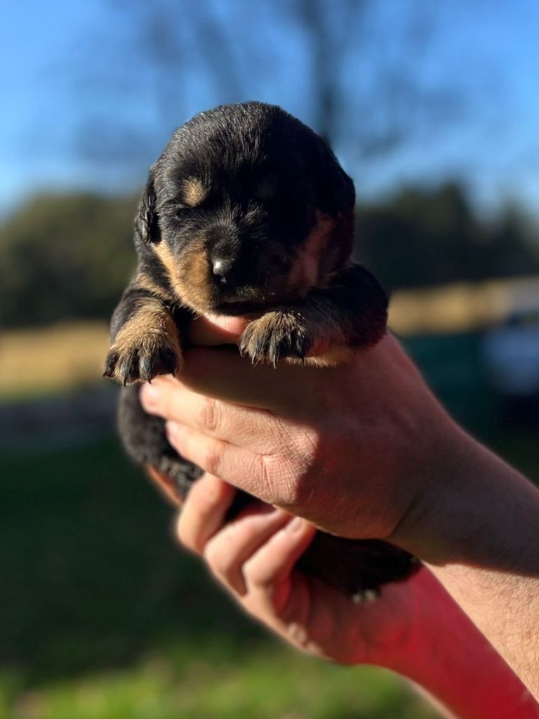 Des Princes De L'albinol - Chiot disponible  - Rottweiler