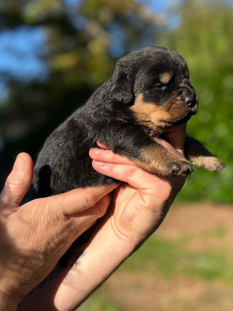 Des Princes De L'albinol - Chiot disponible  - Rottweiler