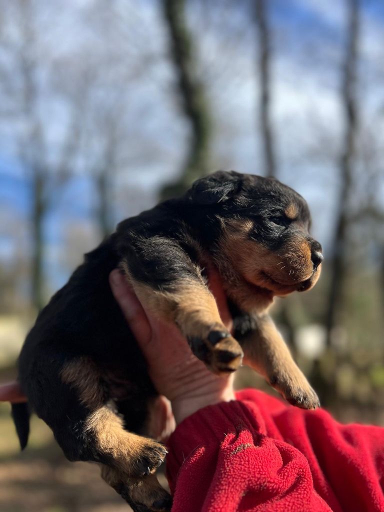 Des Princes De L'albinol - Chiot disponible  - Rottweiler