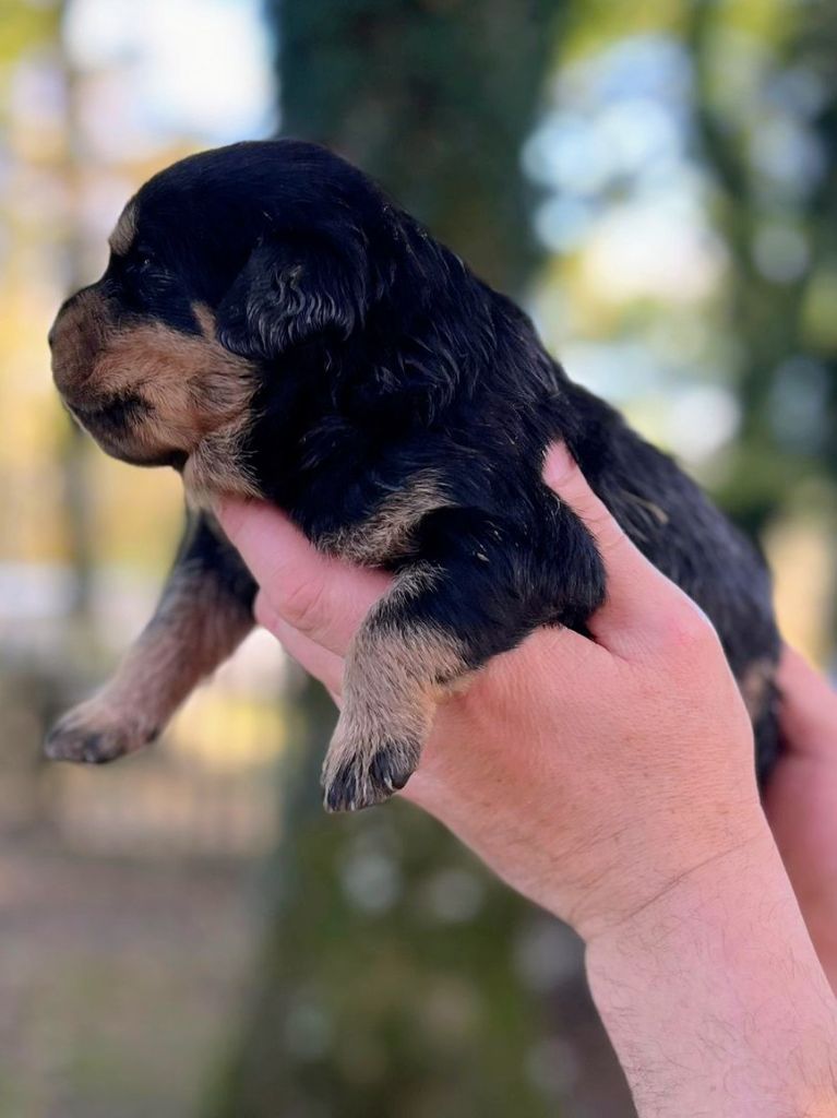 Des Princes De L'albinol - Chiot disponible  - Rottweiler