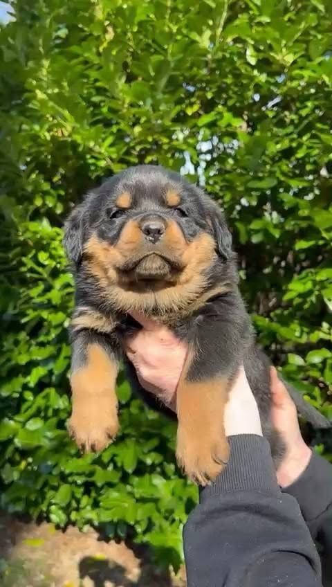 Des Princes De L'albinol - Chiot disponible  - Rottweiler