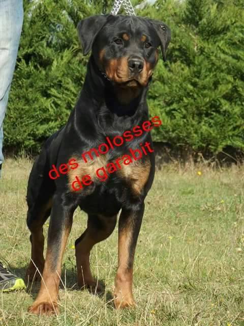 Laika Des Princes De L'albinol