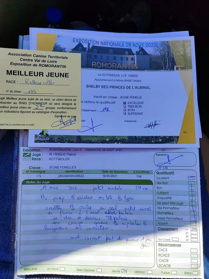 Shelby Des Princes De L'albinol