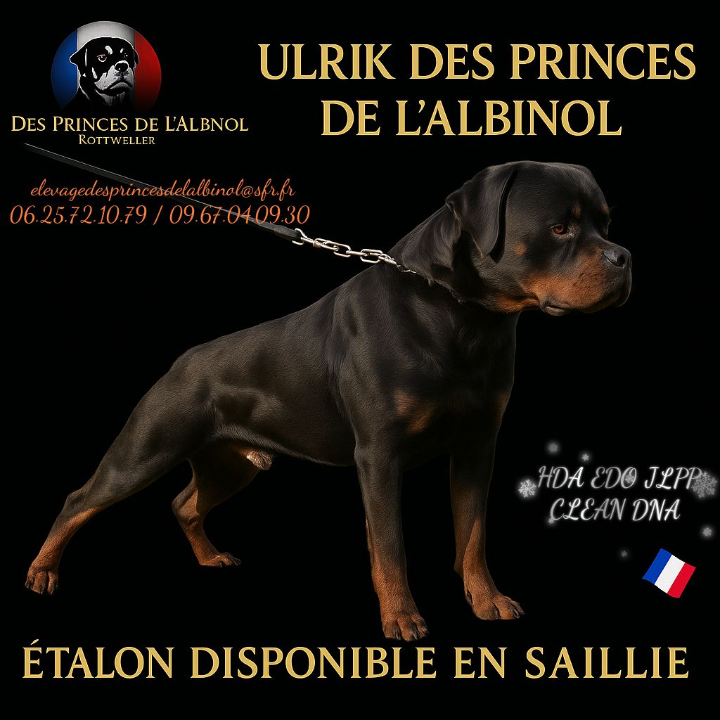 Ulrik Des Princes De L'albinol