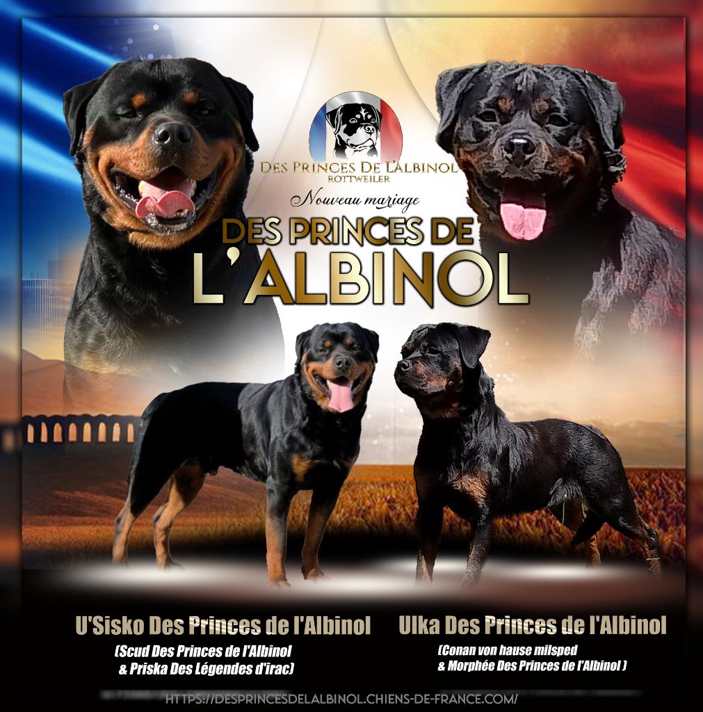 Des Princes De L'albinol - NOUVEAU MARIAGE (info)