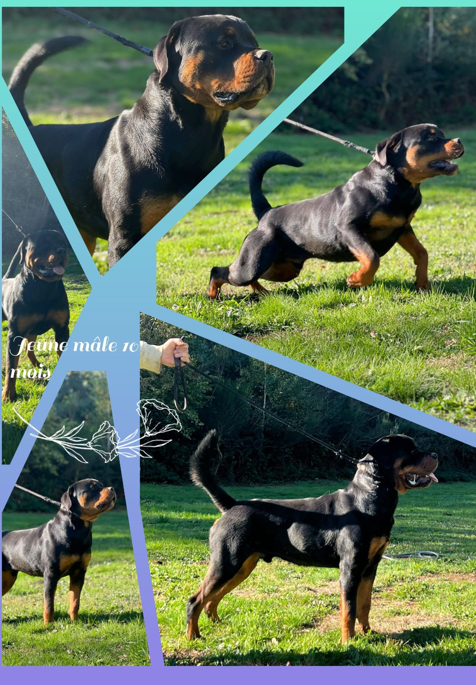 Jeune mâle Rottweiler LOF
