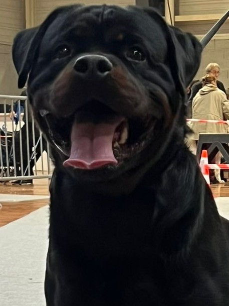 National Dog Show Castres 2025