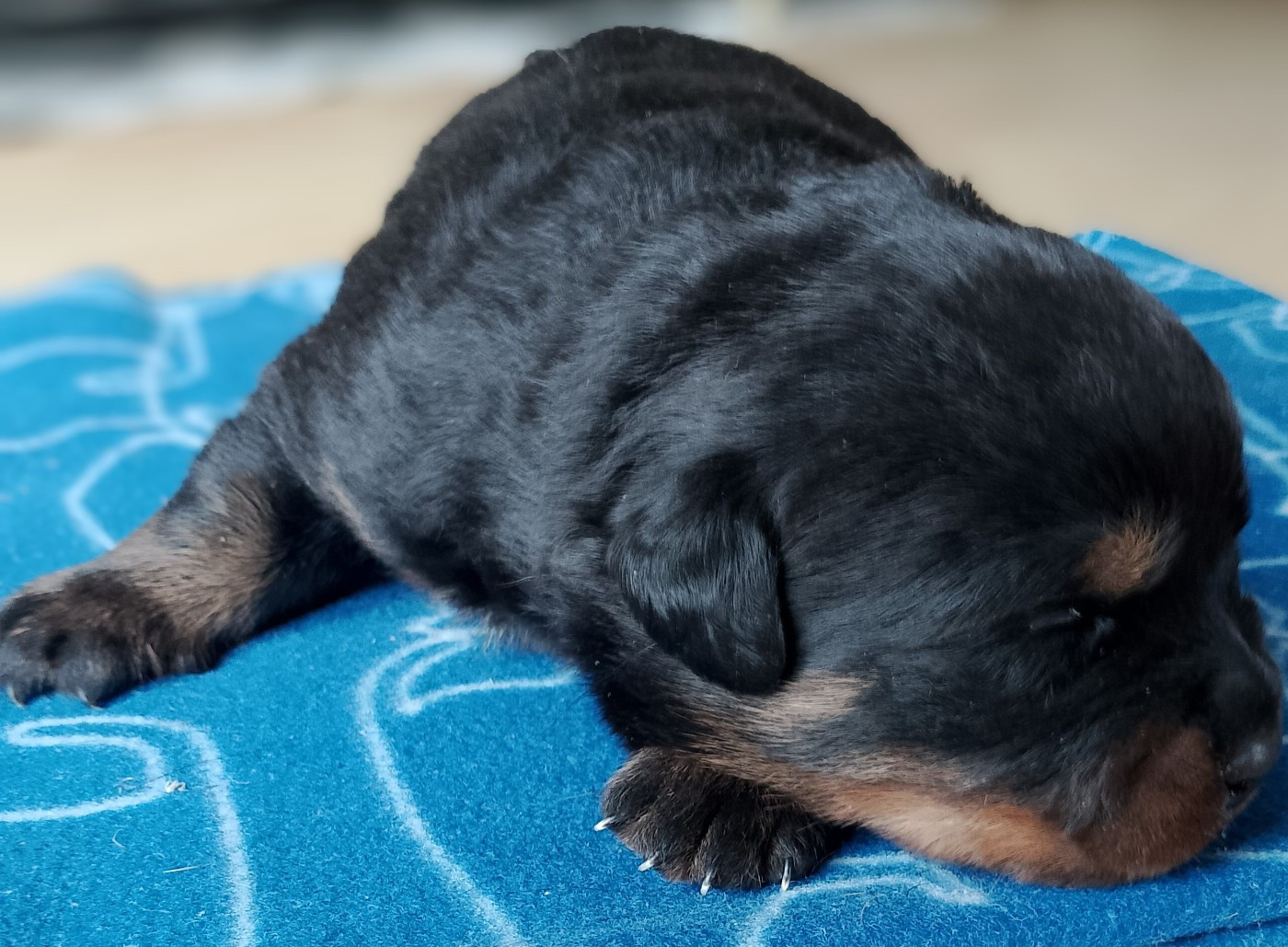 Mâle disponible (info)