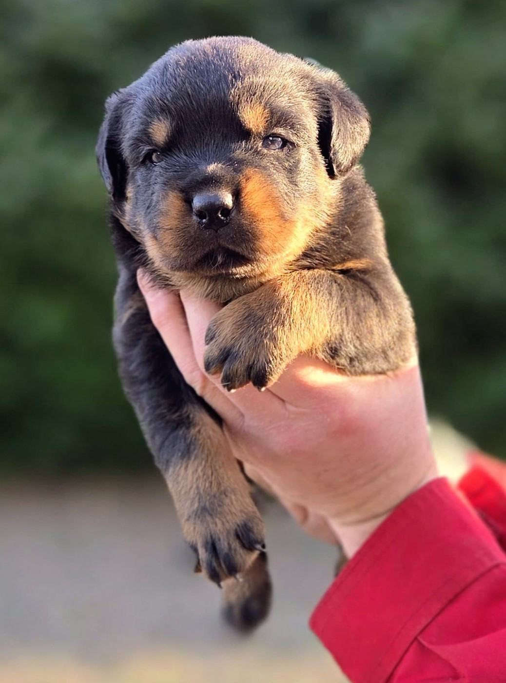 Mâle disponible (info)