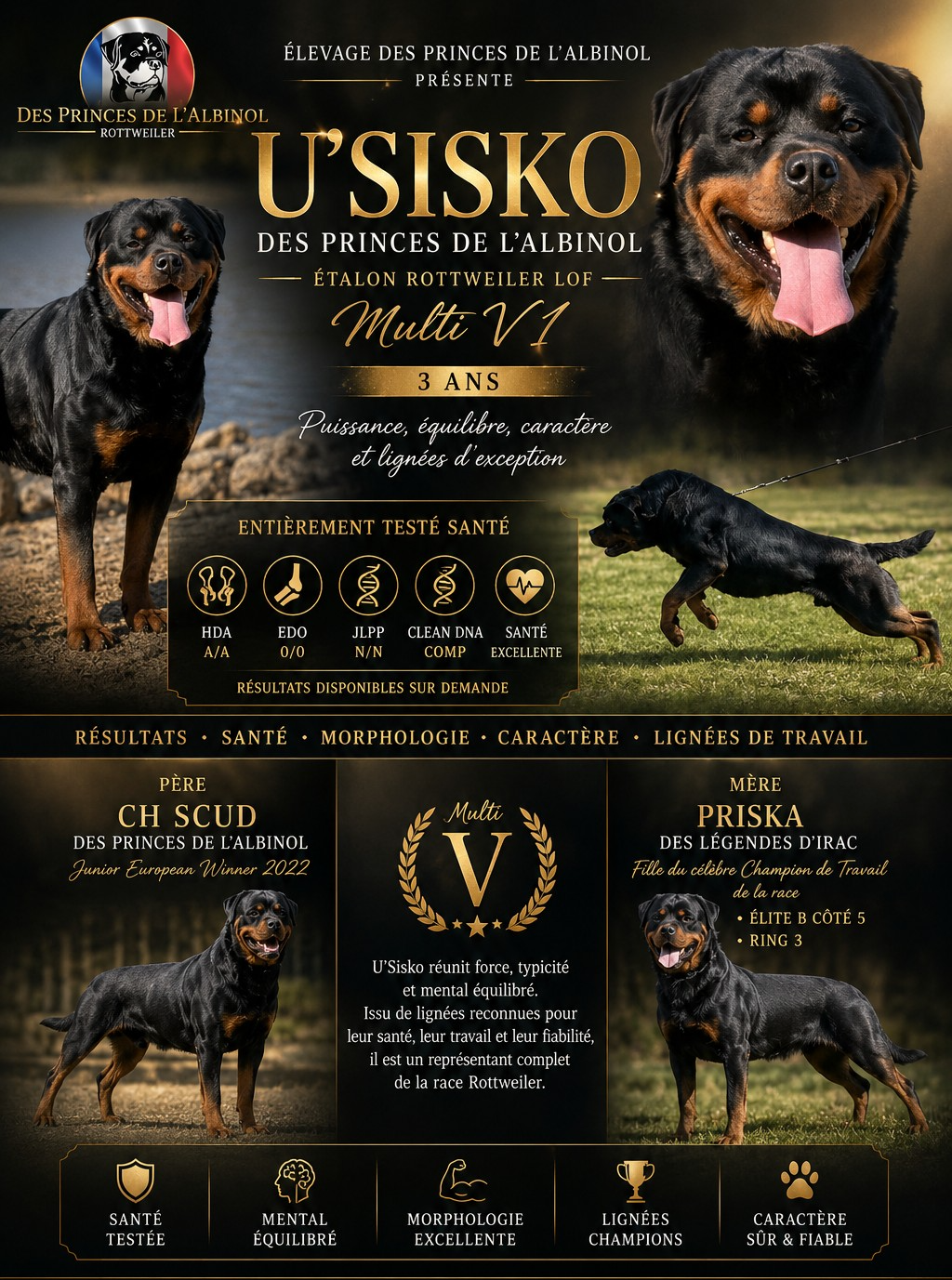 Mâle Rottweiler 3 ans