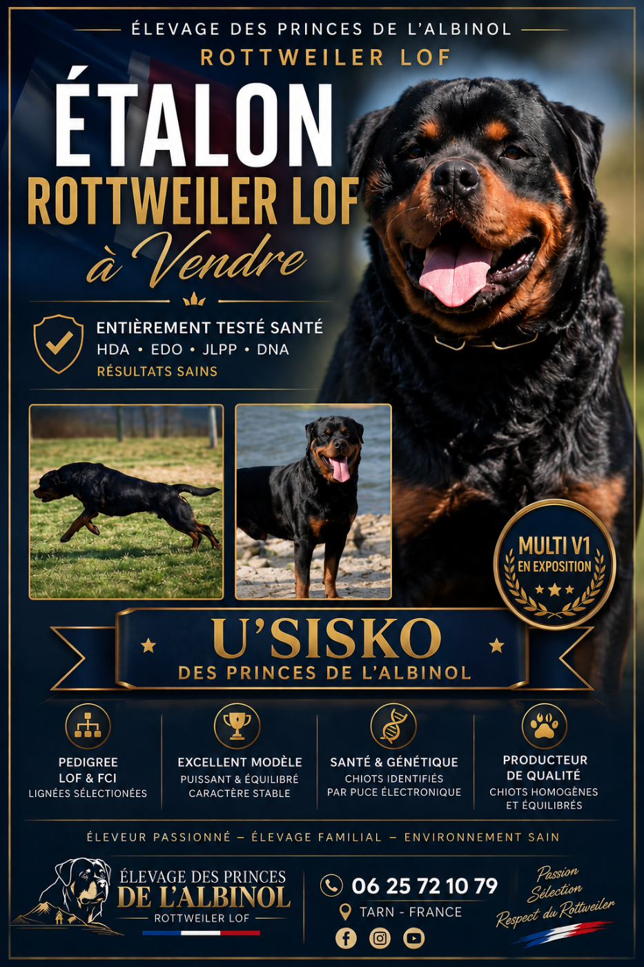 Étalon Rottweiler LOF 3 ans