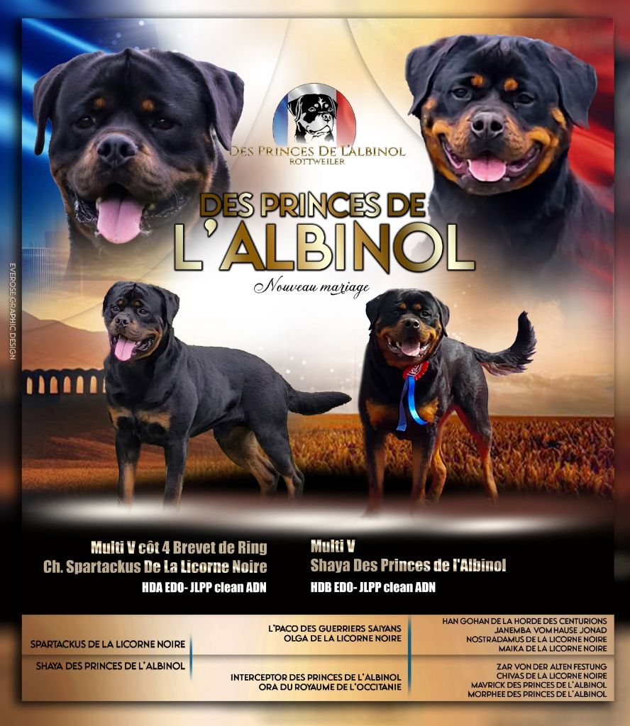 Disponible mi-juillet 2025