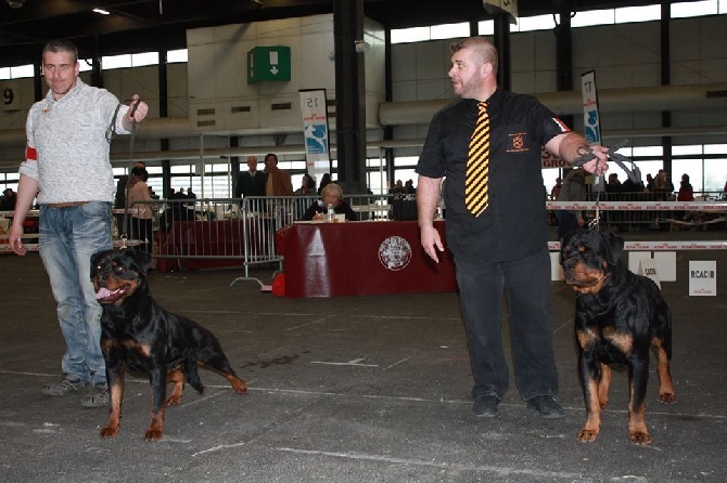 Des Princes De L'albinol - International dog shows Bordeaux 2015
