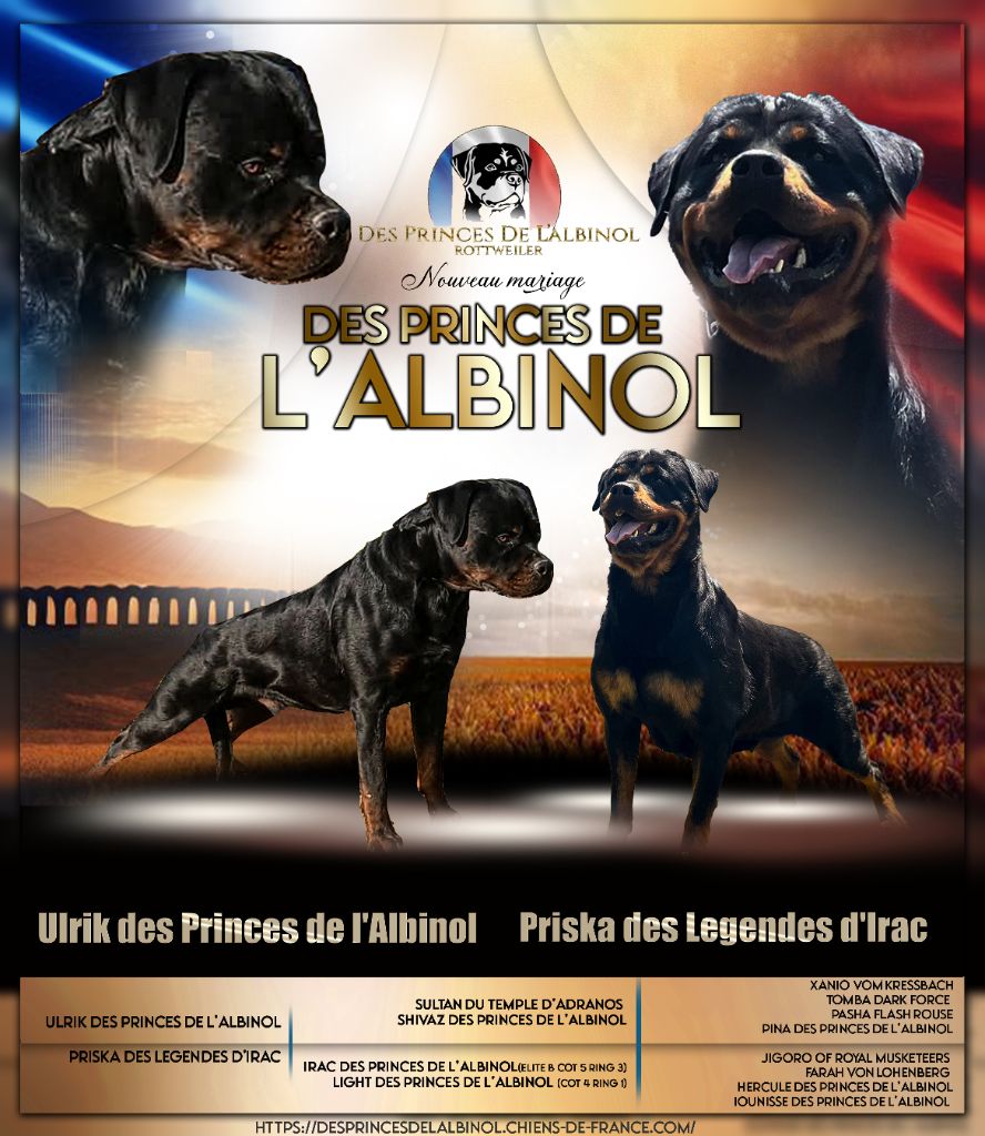 Des Princes De L'albinol - Nouvelle alliance