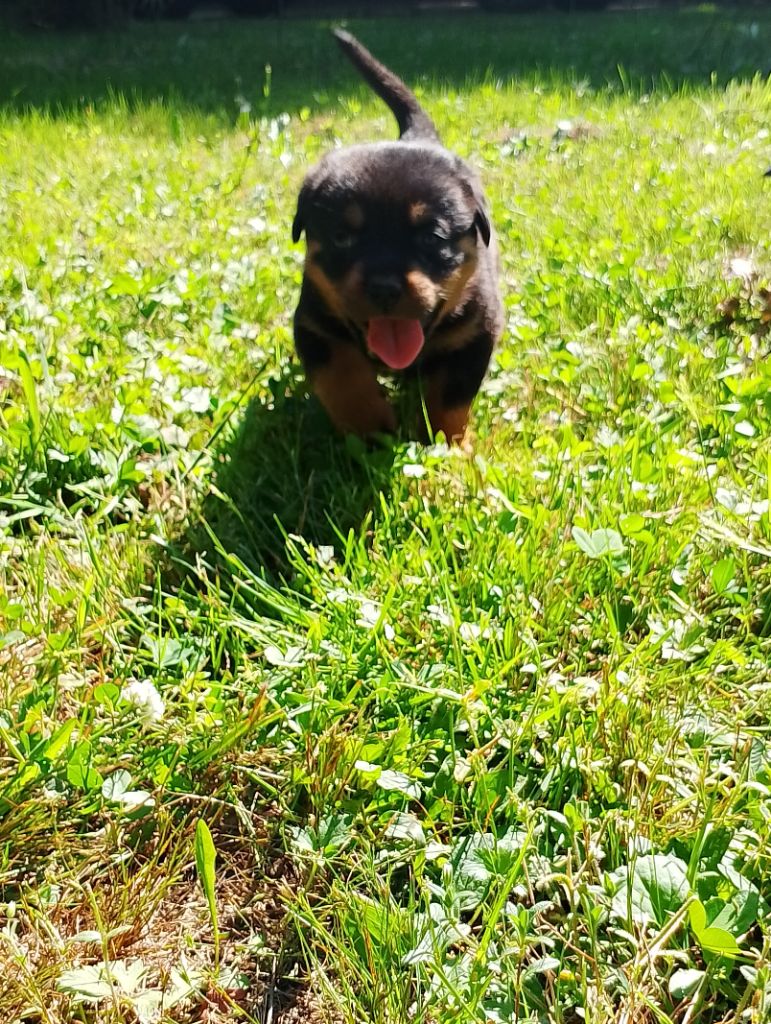 Des Princes De L'albinol - Chiots disponibles - Rottweiler