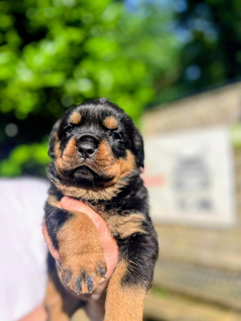 Des Princes De L'albinol - Chiots disponibles - Rottweiler