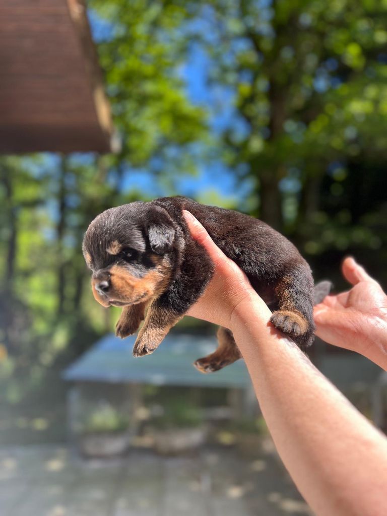 Des Princes De L'albinol - Chiots disponibles - Rottweiler