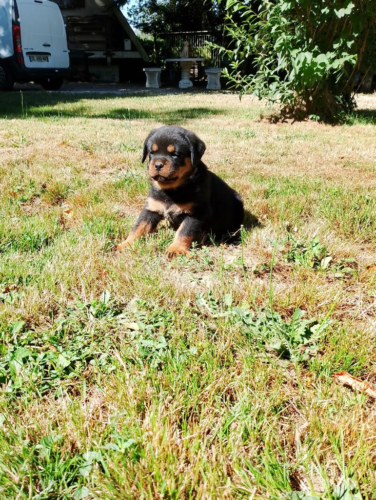 Des Princes De L'albinol - Chiots disponibles - Rottweiler