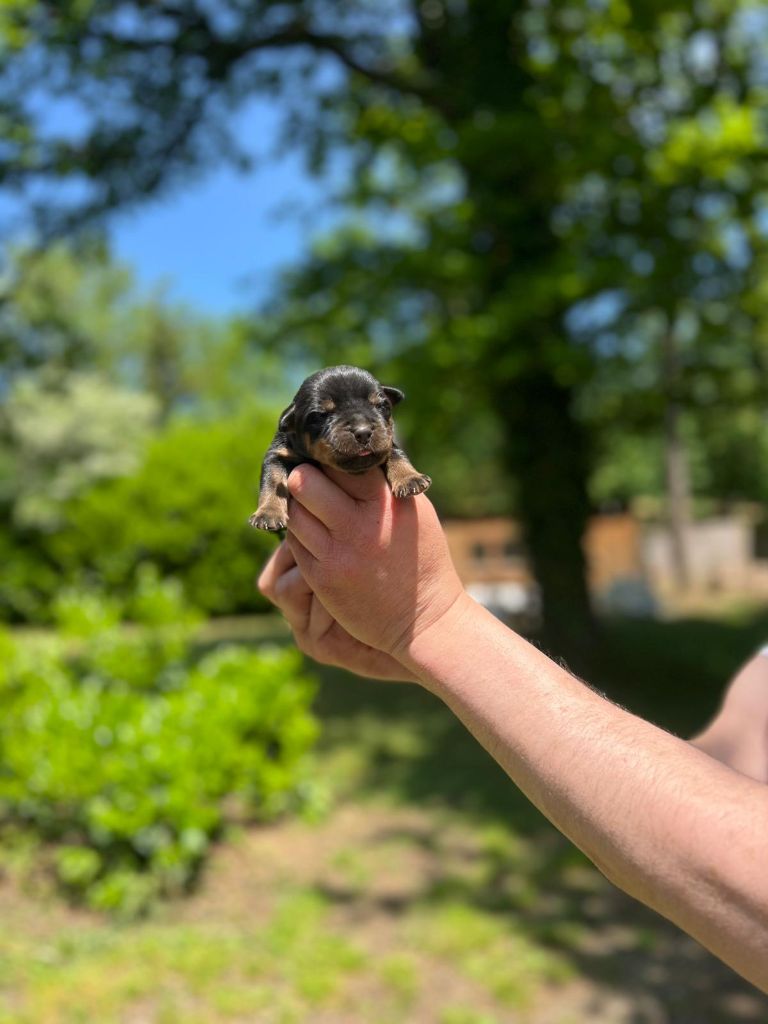 Des Princes De L'albinol - Chiots disponibles - Rottweiler