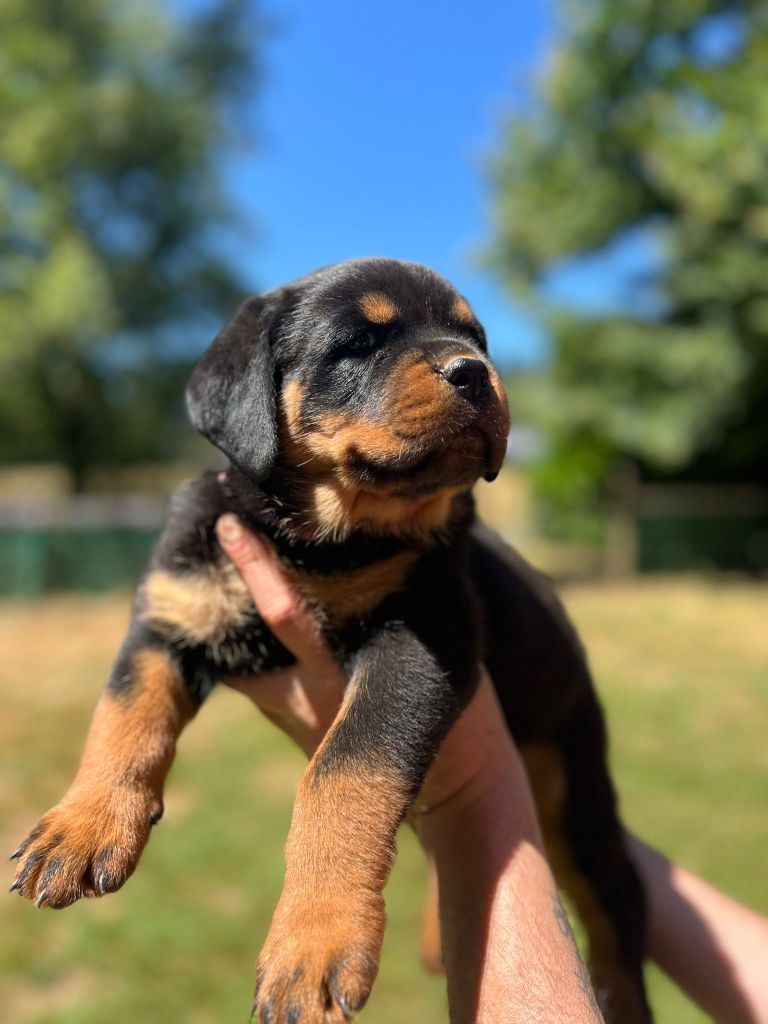 Des Princes De L'albinol - Chiots disponibles - Rottweiler