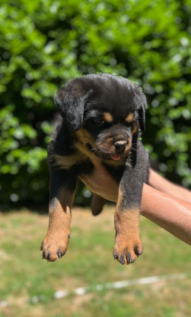 Des Princes De L'albinol - Chiots disponibles - Rottweiler