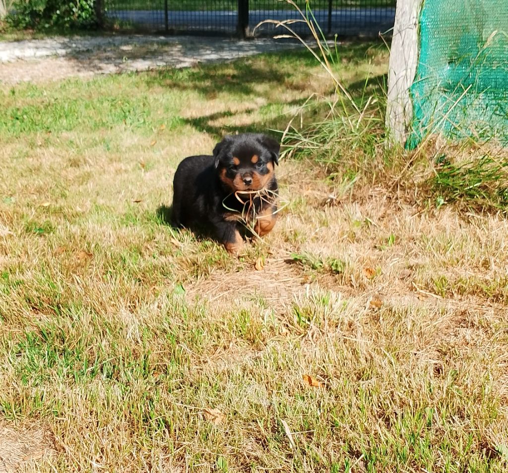 Des Princes De L'albinol - Chiots disponibles - Rottweiler