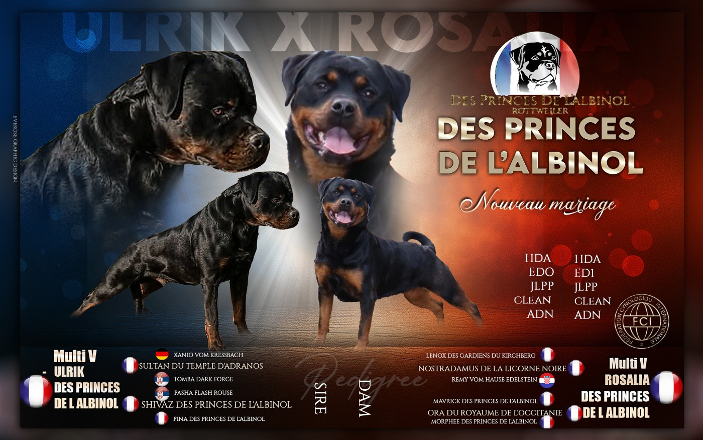 Chiot Rottweiler Des Princes De L'albinol