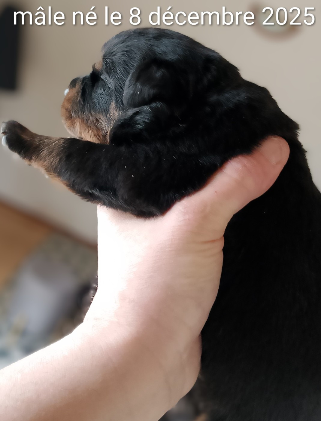 Des Princes De L'albinol - Chiots disponibles - Rottweiler