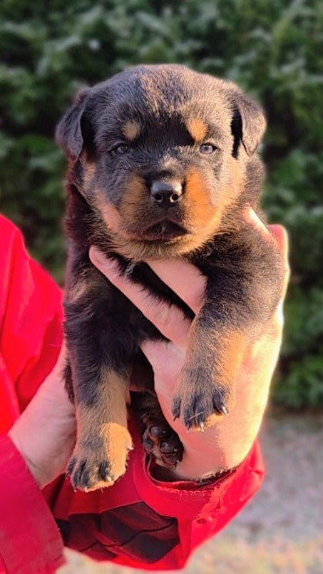 Des Princes De L'albinol - Chiots disponibles - Rottweiler