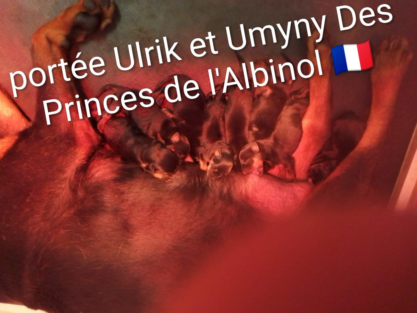 Chiot Rottweiler Des Princes De L'albinol