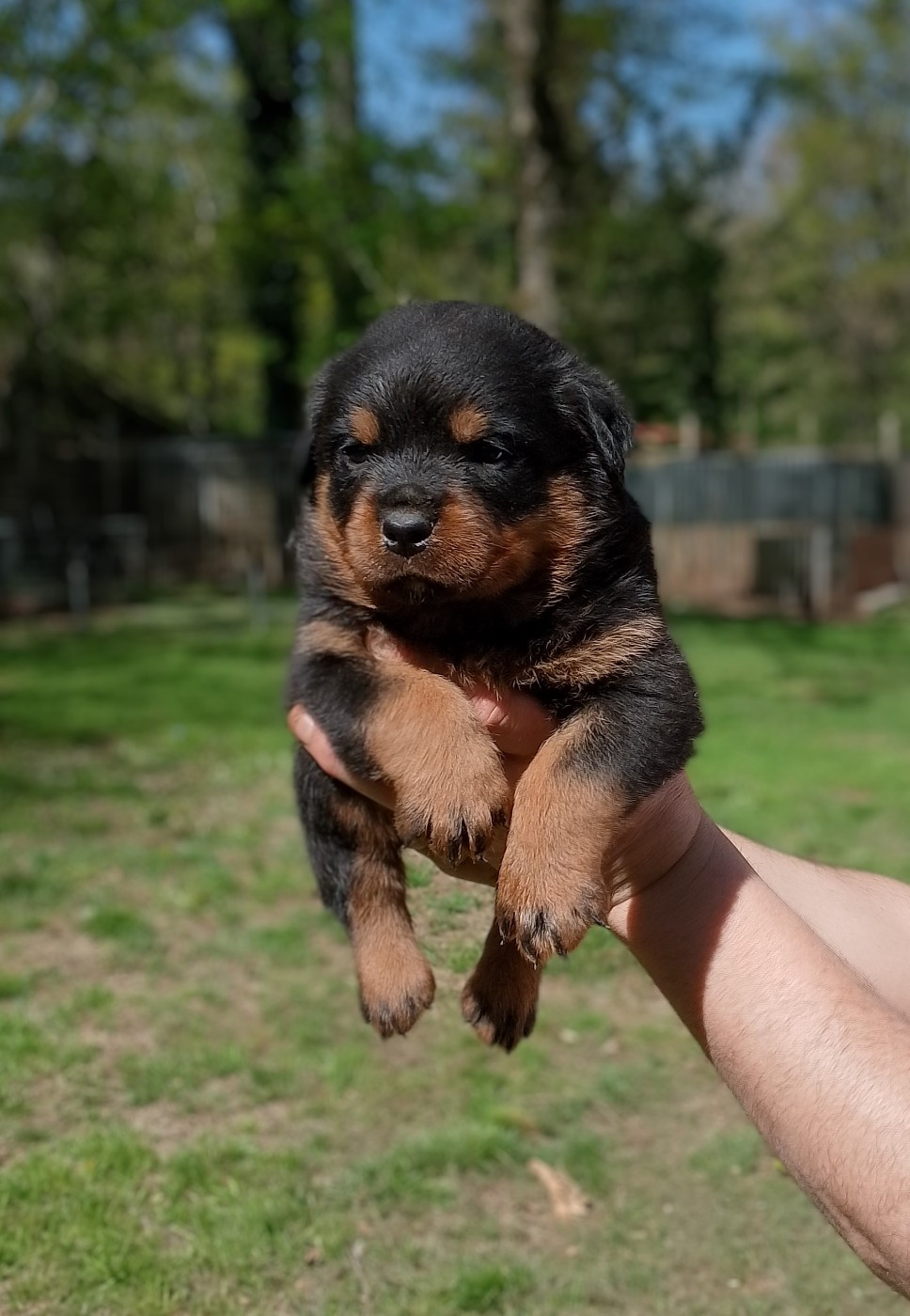 Des Princes De L'albinol - Chiots disponibles - Rottweiler
