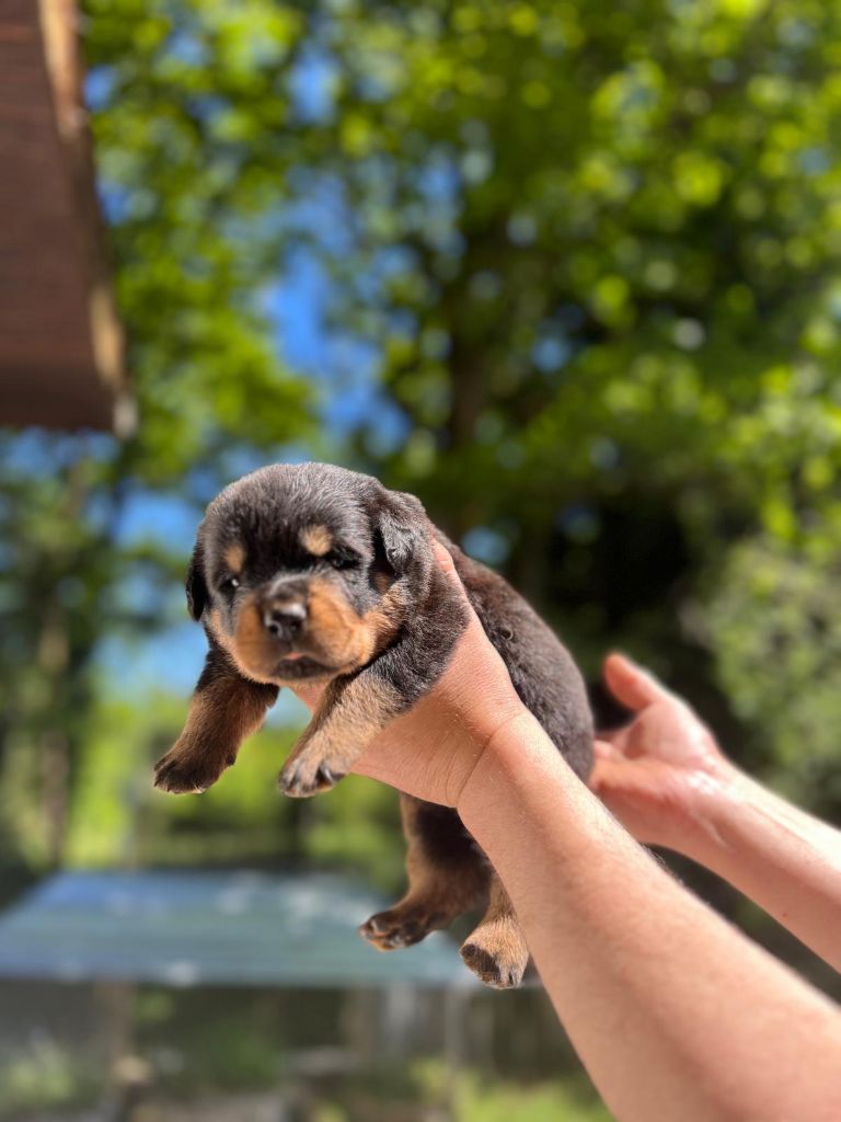 Des Princes De L'albinol - Chiots disponibles - Rottweiler