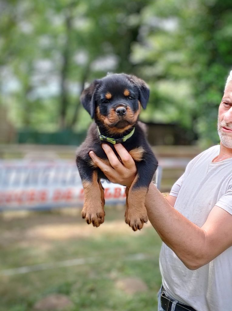 Des Princes De L'albinol - Chiots disponibles - Rottweiler