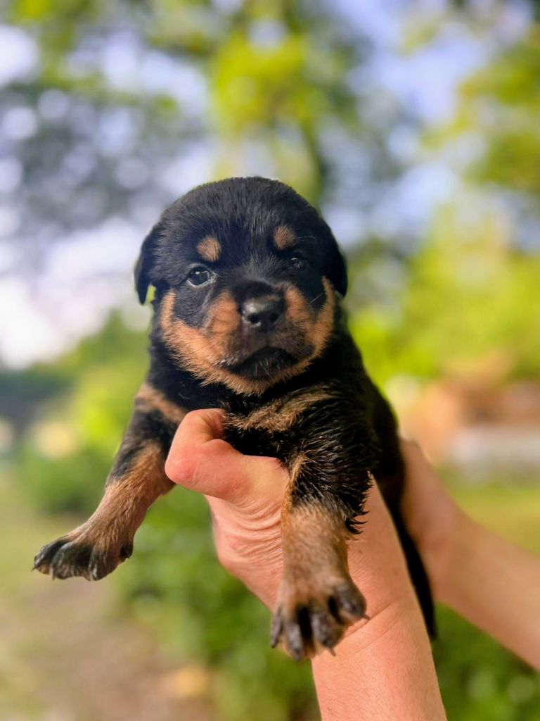 Des Princes De L'albinol - Chiots disponibles - Rottweiler