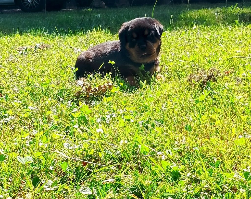 Des Princes De L'albinol - Chiots disponibles - Rottweiler