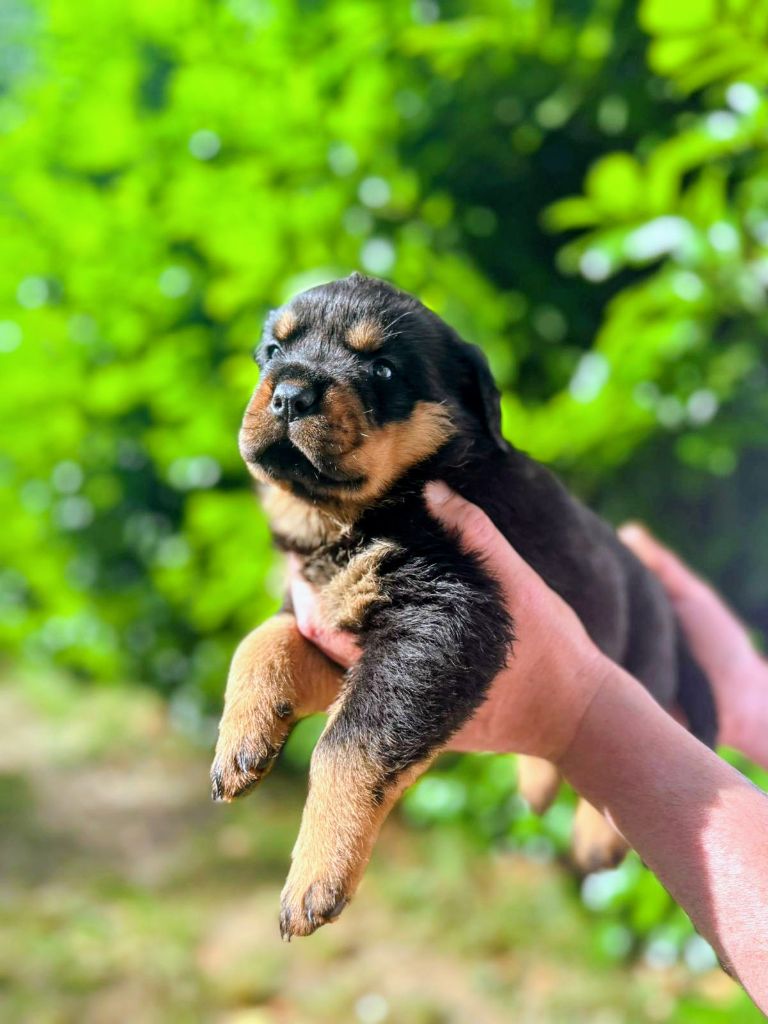 Des Princes De L'albinol - Chiots disponibles - Rottweiler