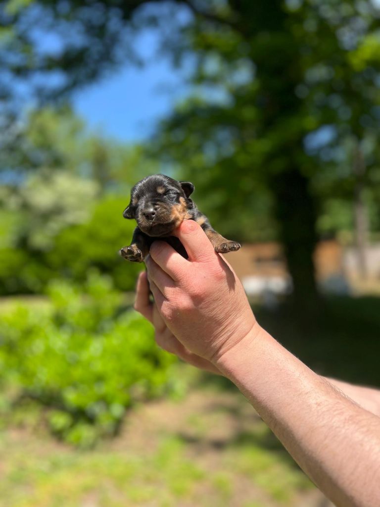 Des Princes De L'albinol - Chiots disponibles - Rottweiler