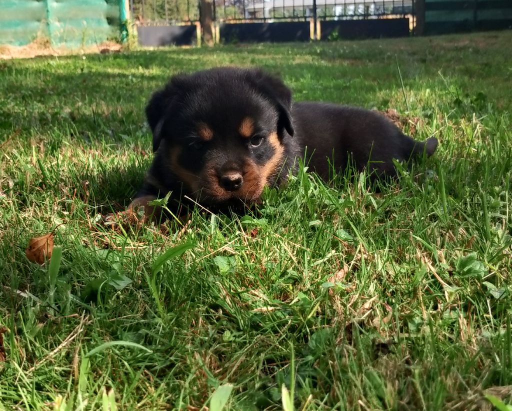 Des Princes De L'albinol - Chiots disponibles - Rottweiler