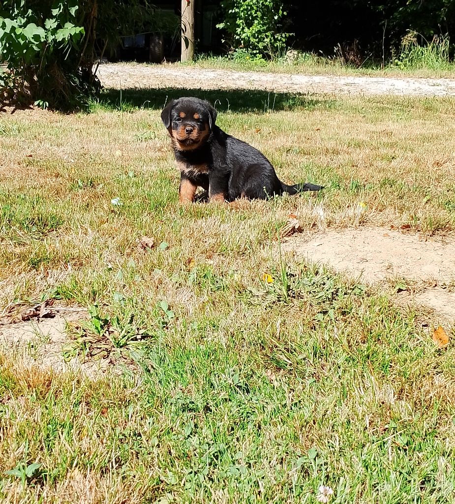 Des Princes De L'albinol - Chiots disponibles - Rottweiler