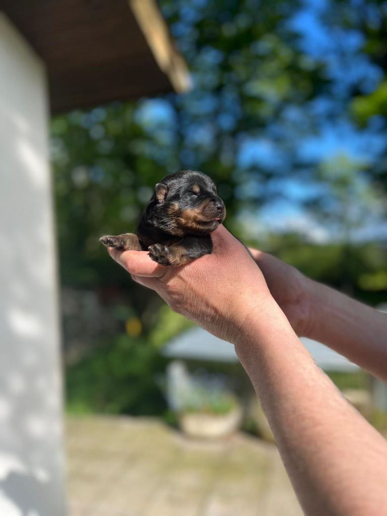 Des Princes De L'albinol - Chiots disponibles - Rottweiler