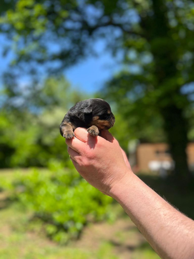 Des Princes De L'albinol - Chiots disponibles - Rottweiler