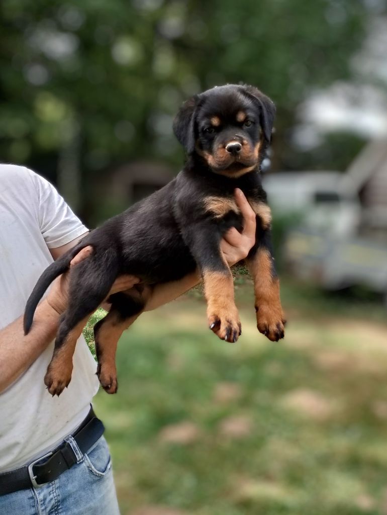 Des Princes De L'albinol - Chiots disponibles - Rottweiler